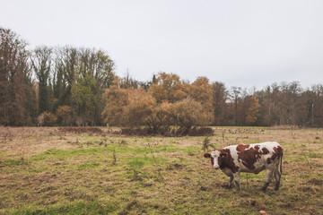 Cow standing in a field, trees in the background