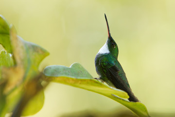 White-throated Hummingbird on a leaf