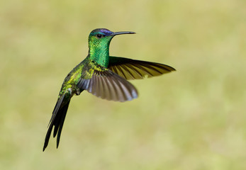 Violet-capped Woodnymph Hummingbird (male) in flight