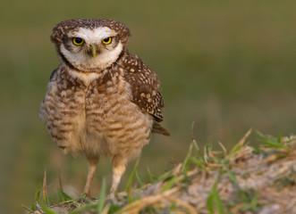 Burrowing owl on the grass