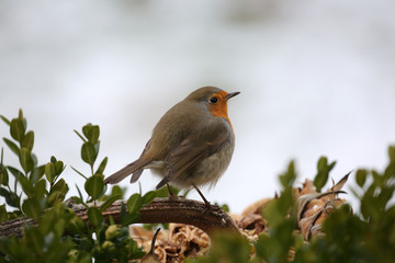 Rotkehlchen an Futterstelle