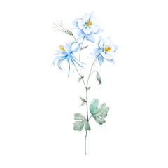 Watercolor blue akilegiya flower