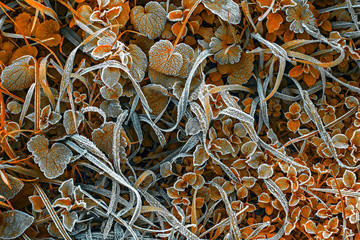 Autumn hoar-frost on grass, top view