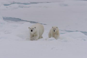 Naklejka na ściany i meble Polar bear (Ursus maritimus) cub on the pack ice