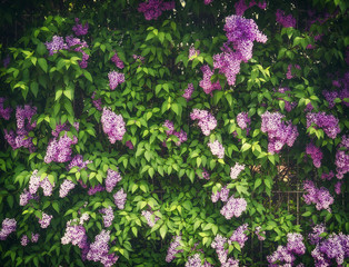 Lilac bush blossoms, outdoor nature background