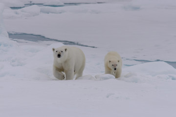 Fototapeta na wymiar Polar bear (Ursus maritimus) cub on the pack ice