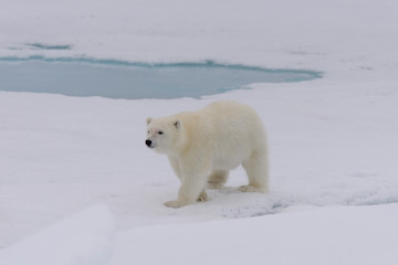 Naklejka na ściany i meble Polar bear (Ursus maritimus) cub on the pack ice