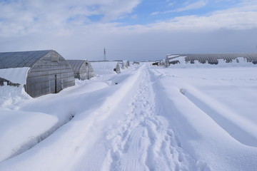 雪国のビニールハウス
