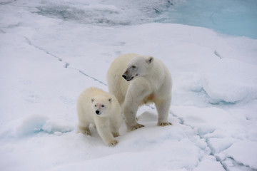 Obraz na płótnie Canvas Polar bear (Ursus maritimus) mother and cub on the pack ice