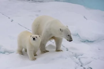 Cercles muraux Ours polaire Polar bear (Ursus maritimus) mother and cub on the pack ice