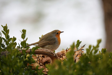 Rotkehlchen an Futterstelle