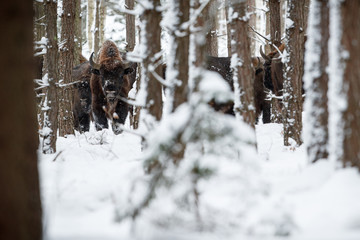 European bison in the beautiful white forest during winter time, bison bonasus, european animals, prehistoric creature, zidlov nature reserve in czech republic © photocech
