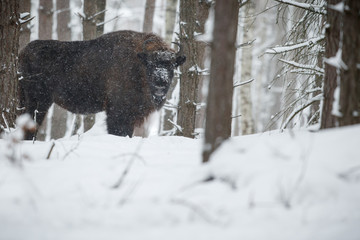 European bison in the beautiful white forest during winter time, bison bonasus, european animals,...