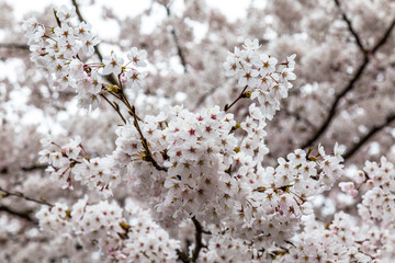 Blooming Cherry blossoms in Zhongshan Park in Spring, Qingdao, China. Every year Zhongshan park hosts the Cherry blossoms festival that attracts thousands of tourists