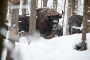 European bison in the beautiful white forest during winter time, bison bonasus, european animals, prehistoric creature, zidlov nature reserve in czech republic © photocech