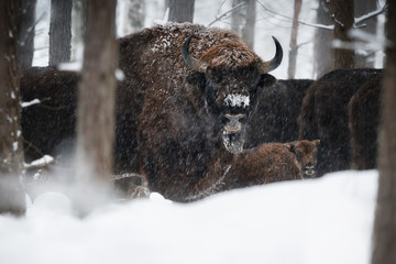 European bison in the beautiful white forest during winter time, bison bonasus, european animals, prehistoric creature, zidlov nature reserve in czech republic © photocech