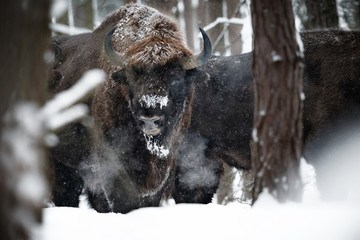 European bison in the beautiful white forest during winter time, bison bonasus, european animals, prehistoric creature, zidlov nature reserve in czech republic © photocech