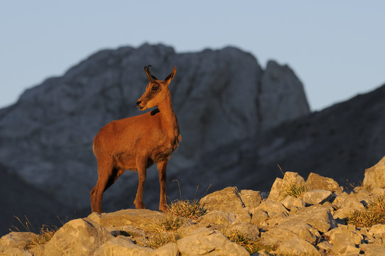 Rebeco al atardecer. Picos de Europa