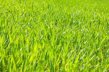 Green wheat field 

