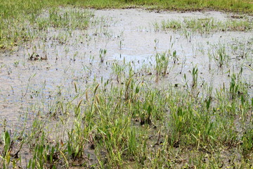 Wetland swamp