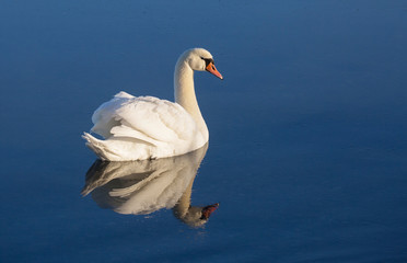 Mute swan (Cygnus olor)