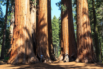 Redwoods of Giant Redwoods National Park California.
