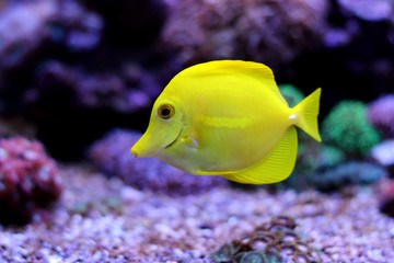 Fototapeta premium Zebrasoma Yellow Tang