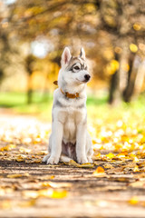 Husky in the autumn park