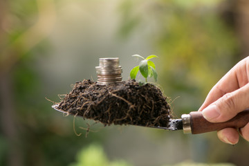 Growing In Savings Coins