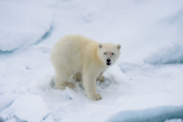 Obraz premium Polar bear (Ursus maritimus) mother and cub on the pack ice