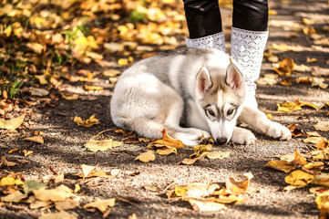 Husky with a girl in the autumn park