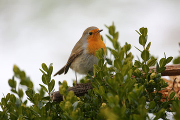 Rotkehlchen an Futterstelle