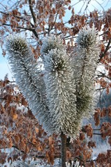 the tree covered with hoarfrost