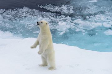 Ours polaire (Ursus maritimus) cub debout sur la banquise, au nord