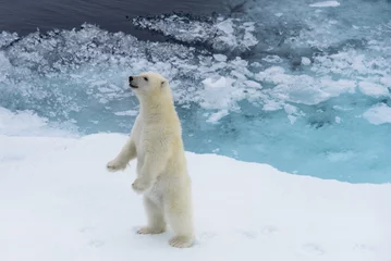 Store enrouleur sans perçage Ours polaire Ours polaire (Ursus maritimus) cub debout sur la banquise, au nord