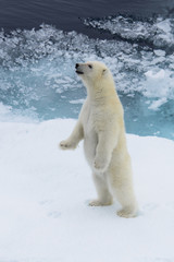 Obraz na płótnie Canvas Polar bear (Ursus maritimus) cub standing on the pack ice, north