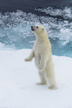 Polar bear (Ursus maritimus) cub standing on the pack ice, north