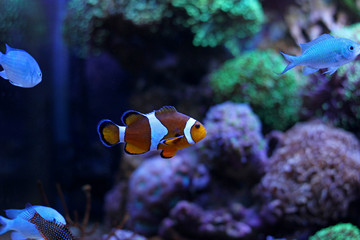 Fototapeta na wymiar Nemo (Ocellaris Clownfish)