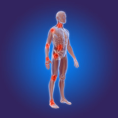 Types of Osteoarthritis - rheumatoid arthritis - in the human body