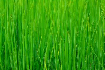 Fototapeta na wymiar Green rice field background.
