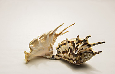 Fototapeta premium seashell isolated on white background