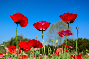 Red poppy flower and blue sky background.