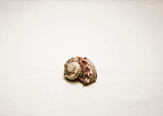 seashell isolated on white background