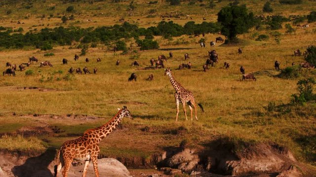 Group Of Giraffes In The Savanna