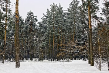 Зимний лес © butus