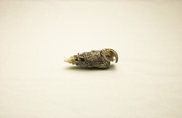 seashell isolated on white background