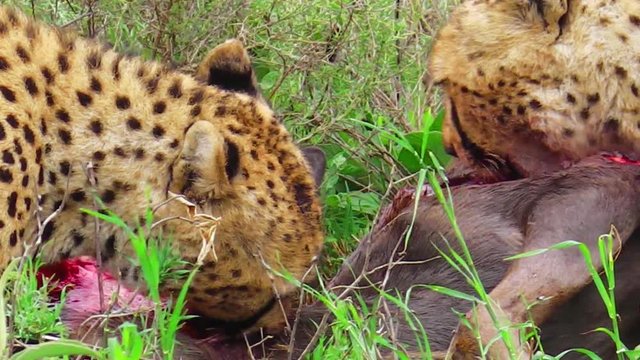 Cheetahs feeding with its prey meat on the grass in Tarangire National Park, Tanzania Africa. close up angle view. Binomial name Acinonyx jubatus.