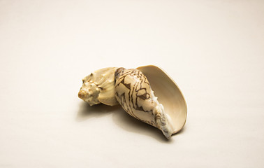 seashell isolated on white background