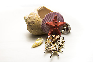 Shells collection isolated on white background