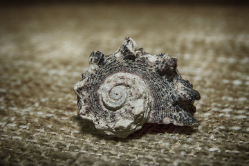 Shell on the fabric